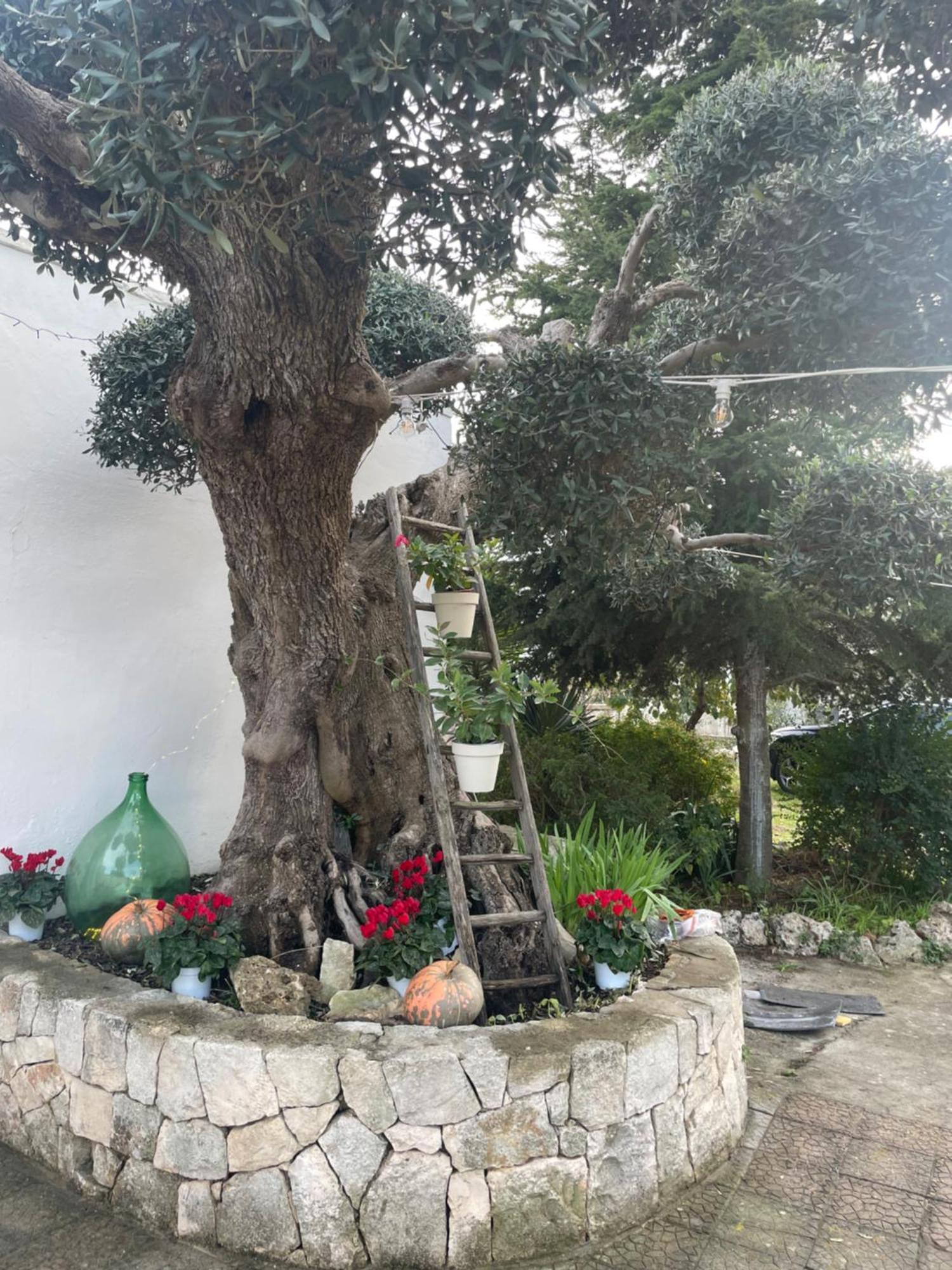 Il trullo di nonno Licchio Villa Alberobello Eksteriør billede