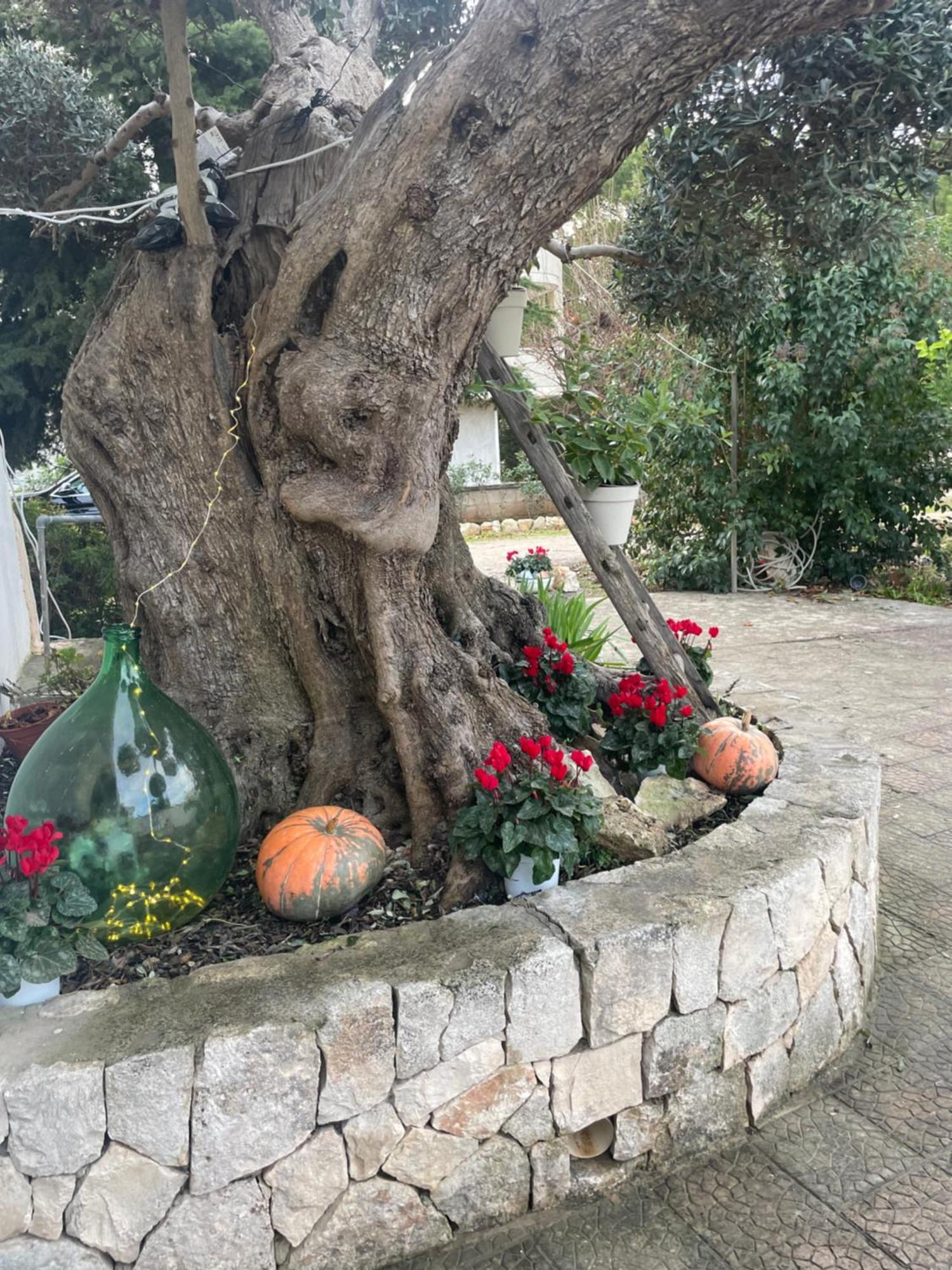 Il trullo di nonno Licchio Villa Alberobello Eksteriør billede